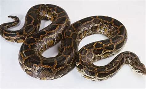 Image result for 8 Foot Python