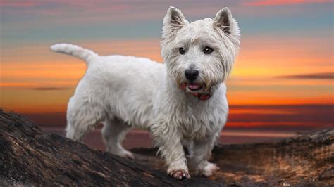 West Highland White Terrier Puppies Wallpaper