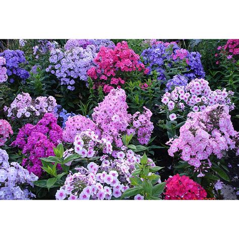 Phlox Ground Cover