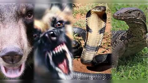 Dreams About Animals,സ്വപ്‍നത്തിൽ ഈ ജീവികളെ കണ്ടാൽ! - what do animals ...