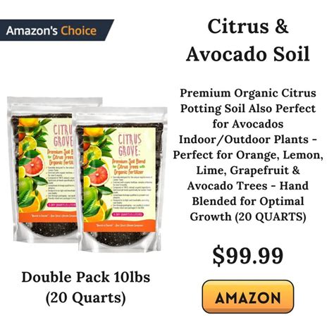 Best Soil For Avocado Tree In Pot: How To Grow Avocado Trees - Nathan ...