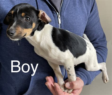 Image result for Mini Stumpy Jack Russell