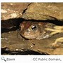 Image result for Toad