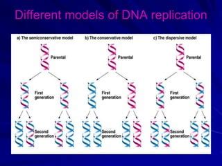 Models for DNA Replication 的图像结果