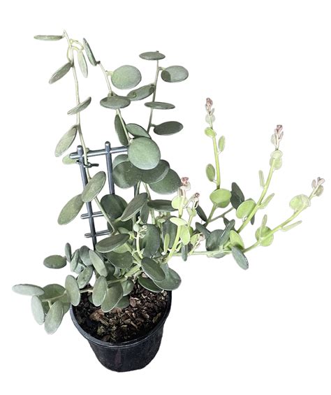 Xerosicyos Danguyi String of Coins 140mm | The Garden Feast