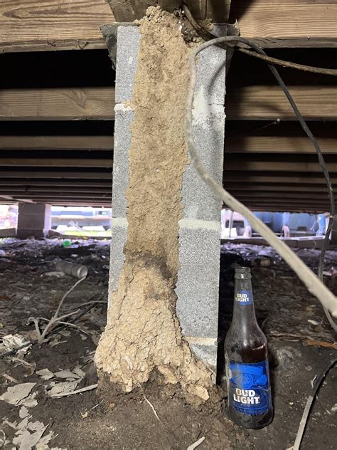 Formosan termite shelter/mud tube *Huge* : r/Termites