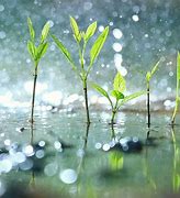 Image result for 梅雨雨