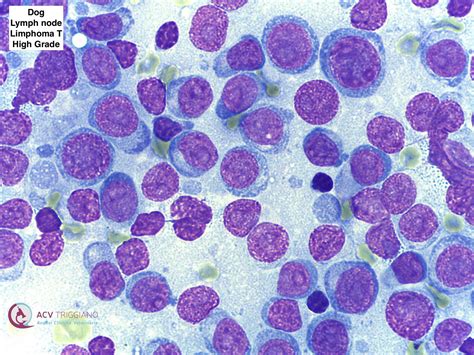 Veterinary Cytology/Haematology Atlas - Veterinary Cytology