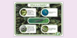 Animal Groups Posters with Photos - Types of Animals