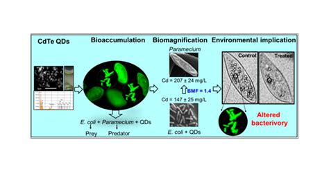 Biomagnification 的图像结果