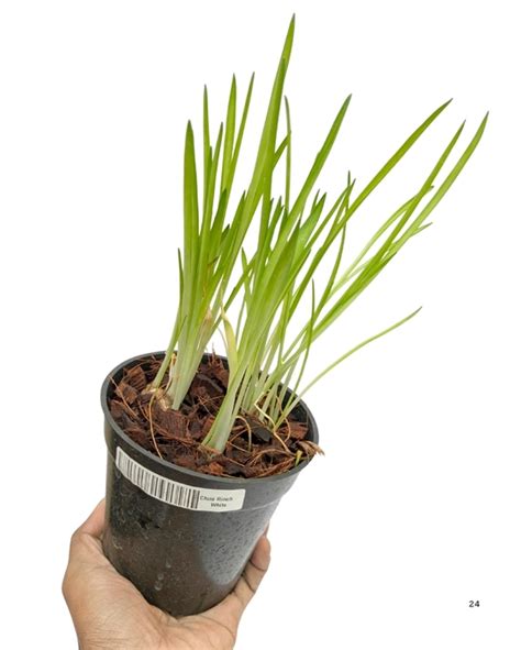 Chin Rinchi Plant Without Flower - Enhance Your Space
