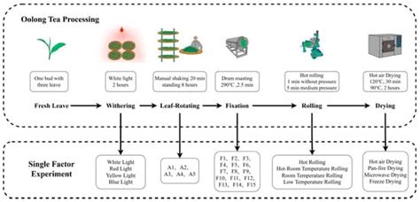 Optimizing Processing Techniques of Oolong Tea Balancing between High ...