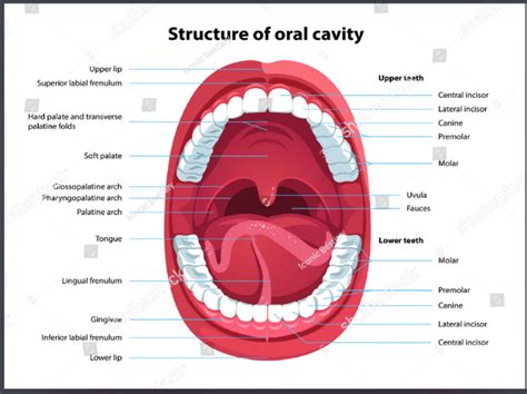 Fig. 2: Structure of oral cavity [17-20]