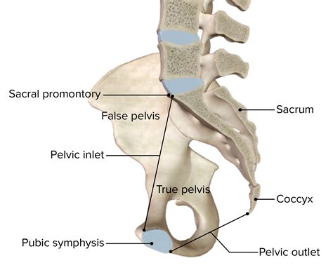 Pelvic Inlet
