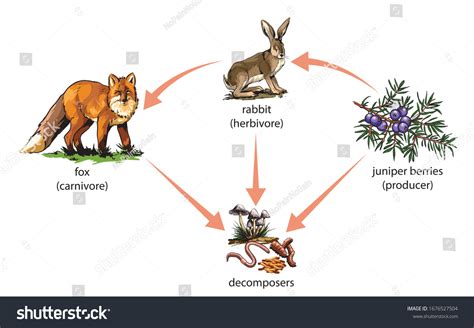 Example Food Chain Juniper Barries Rabbit Stock Illustration 1676527504 ...
