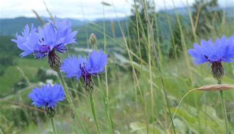 What is the national flower of Germany