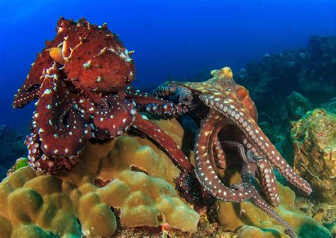 Octopus Mating - AnimalBehaviorCorner