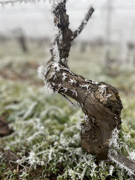 The Domaine — Maison Shaps