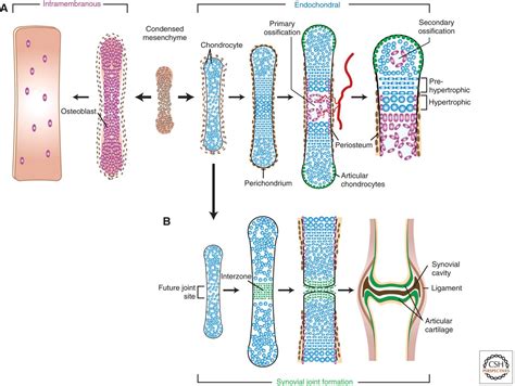Bone Development Algorithm 的图像结果