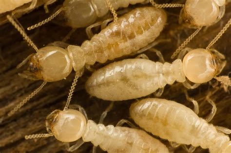Termites In False Ceiling | Shelly Lighting