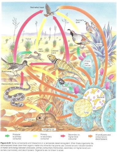 Desert Environment 的图像结果