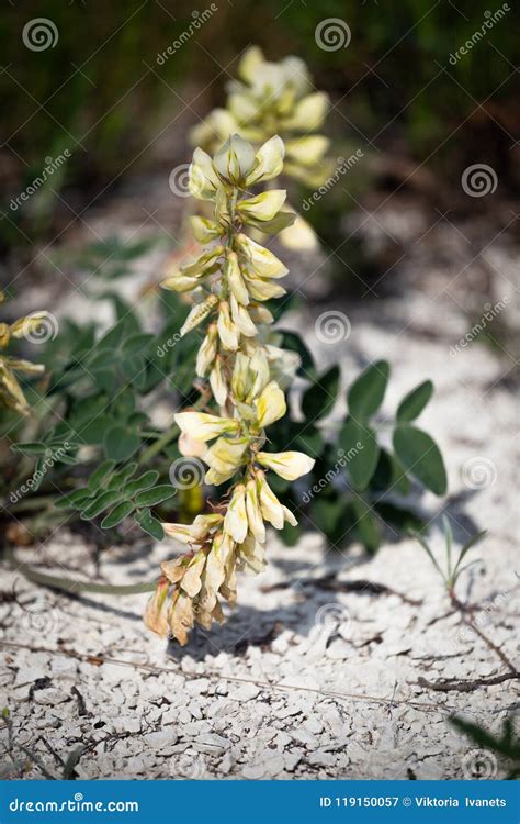 Hedysarum Grandiflorum White Color Plant on Chalk Ground. Spring Steppe ...