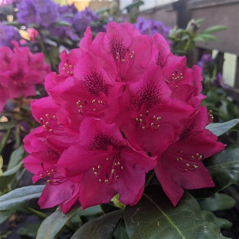 Rhododendron Nova Zembla - Buy Nova Zembla Rhododendrons Online ...