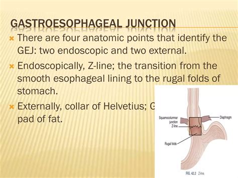 esophagus.pdf