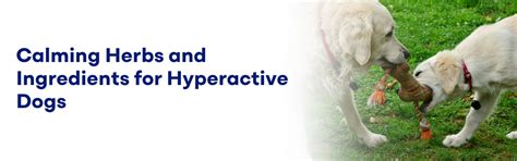 Calming Herbs and Ingredients for Hyperactive Dogs: A Guide – K9 Vitality
