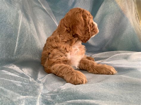 Image result for Buff Cockapoo