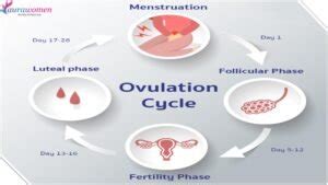 Image result for Ovulation and Fertilization Process