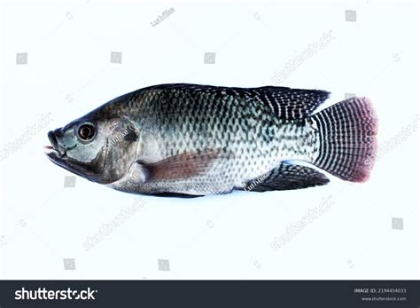 Black Tilapia Nile Fish Isolated On Stock Photo 2194454033 | Shutterstock