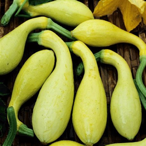 Image result for dixie