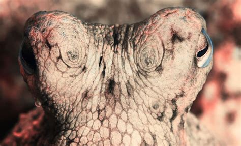 Image result for Extinct Fish