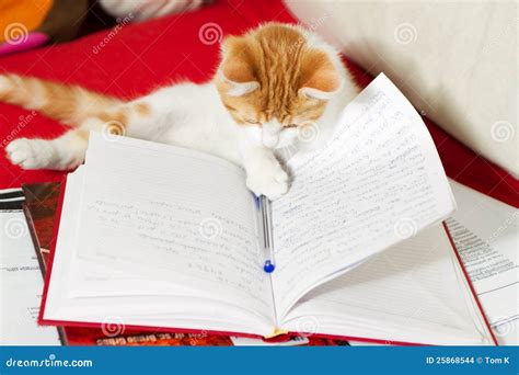 Image result for Cat Learning