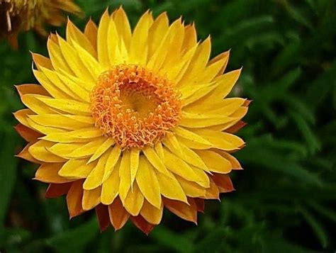 Supramental Immortality Upon Earth, flower spiritual meaning