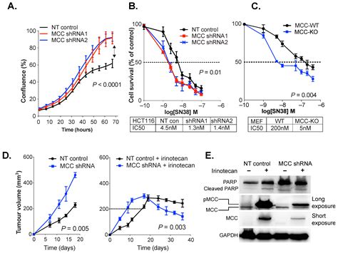 MCC Gene Silencing Is a CpG Island Methylator Phenotype-Associated ...