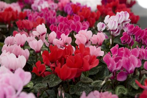 How to Grow and Care for Cyclamen Plants