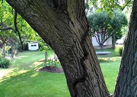 जानें, क्या वाकई चंदन के पेड़ से लिपटे रहते हैं सांप - know-why-snakes ...