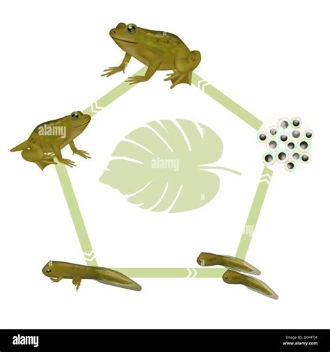 Frog Cycle 的图像结果