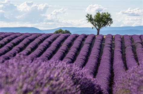 Best Lavender Fields of Provence, France - 2025 Guide!