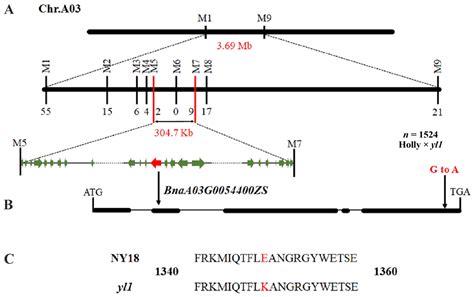 Fine Mapping and Characterization of a Major Gene Responsible for ...