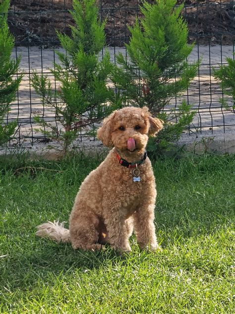 Miniature Poodle Size And Weight MINI MOYEN AND STANDARD All