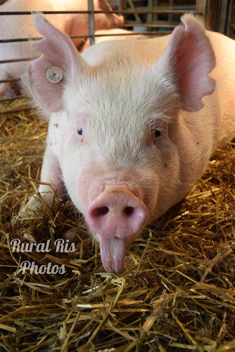 Sweating Like a Pig…but Pigs Don’t Sweat?? – Rural Ris