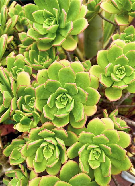 Cutting – Aeonium Haworthii – More Succulents Please