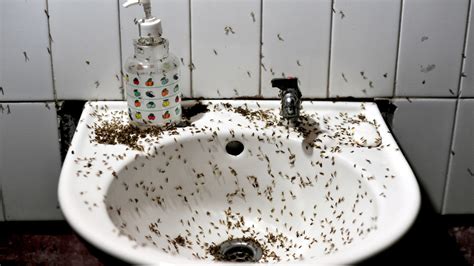 Cleaning fanatics share the simple way to stop pesky drain flies taking ...