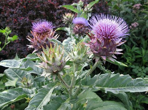 Cardoon Plant - Cynara cardunculus - Artichoke Thistle - 2.5" Pot - Live Indoor Benefits ...