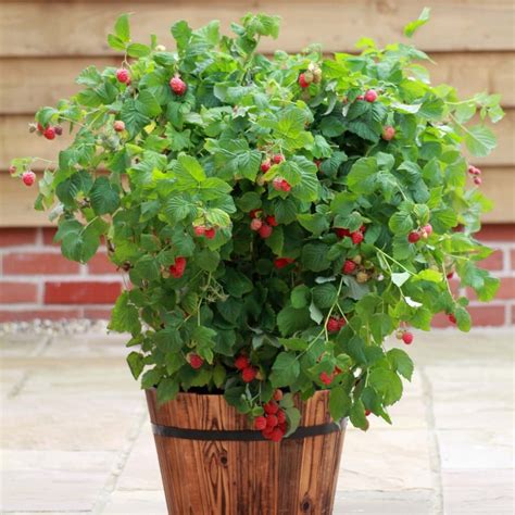 Buy patio raspberry raspberry 'Ruby Beauty ('NR7') (PBR)': Delivery by ...