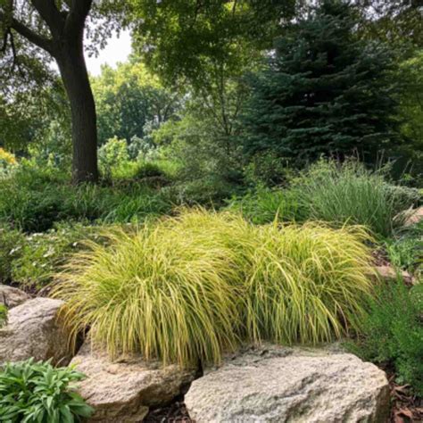 23 Stunning Ornamental Grasses for Shade