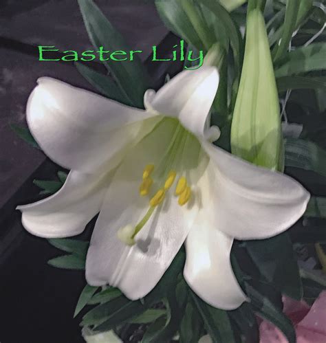 How Do I Plant An Easter Lily at David Sells blog